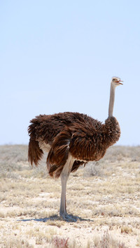 Why cant ostriches fly 29