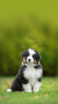 Puppy australian shepherd plays