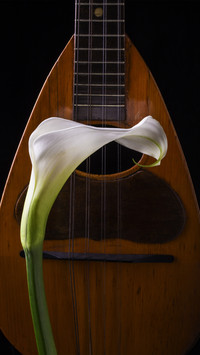 Calla lily and spanish mandolin