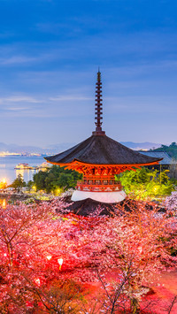 Spring cherry blossom-06