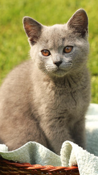 不同颜色猫咪的性格