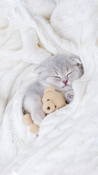 A Little Cat Sleeping Sweetly Hugging A Teddy Bear