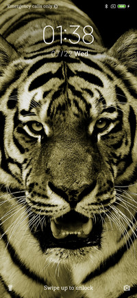 Tiger Eyes_3MDS