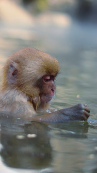 international_animal (4)
