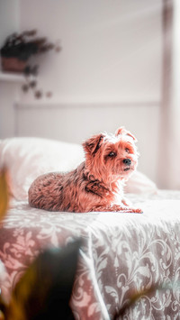 Yorkshire on a bed in the sunlight