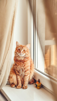 Cute ginger cat relaxing on the windowsill closeup
