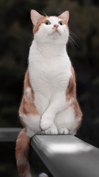 Elegant cat