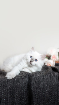 Ragdoll Blue Point Little Kitten on a Colored Background