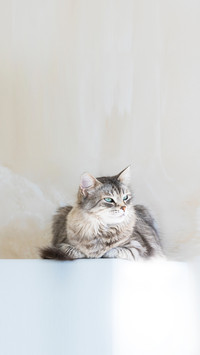 Female cat of siberian breed, grey silver color