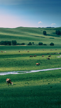 Cattle and sheep by the brook