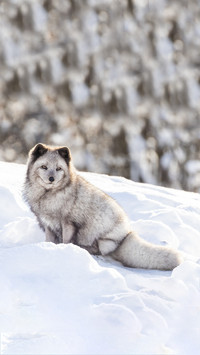Guess how arctic foxes spend the winter