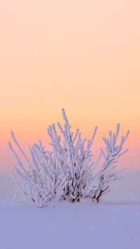 Frozen bush covered with snow in winter landscape