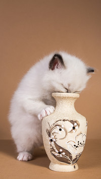 Its better to feed the cat 24 hours on time 02