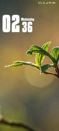 Leaves