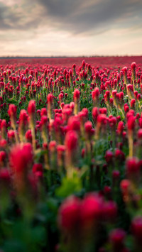 Magnificent flower fields