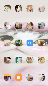 折耳猫 萌宠可爱