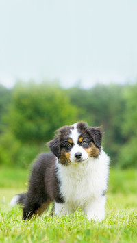 Australian shepherd puppy in nature