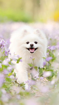 Healthy food for Pomeranians 4