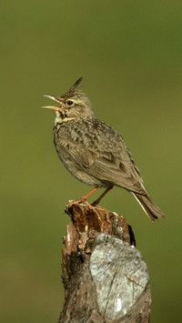 animal 48