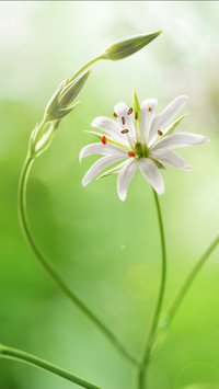 Spring scenery-29