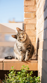 How to adapt cats to new environments 0