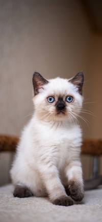 猫咪出没-拍信图库