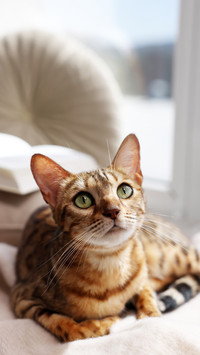 Cute Bengal cat on windowsill at home