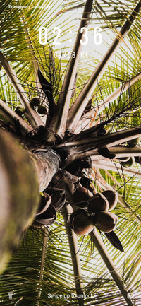 Palm Trees_3MDS
