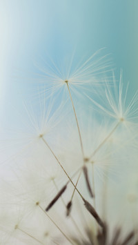 Dandelion Details