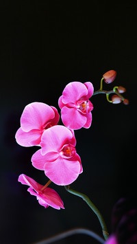 How to Plant Orchids 0