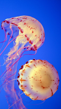 Dangerous jellyfish