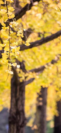 Beautiful Autumn-PAIXIN