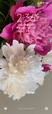 Pink White Daisy