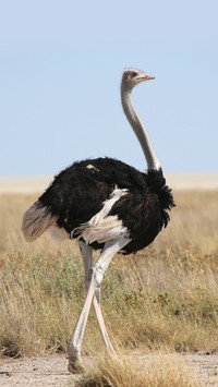 Noble ostrich-02