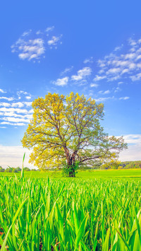 A lonely tree