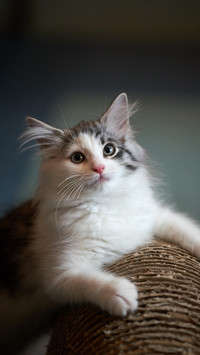 Inventory of cat loving celebrities in history 3