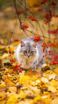 猫的四季-拍信图库