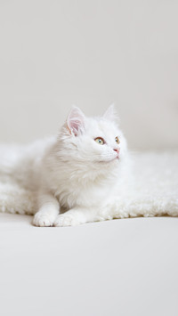A white cat lies on the carpet
