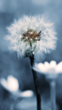 India-dandelion