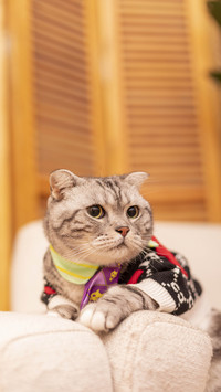 Never keep a cat without money 25