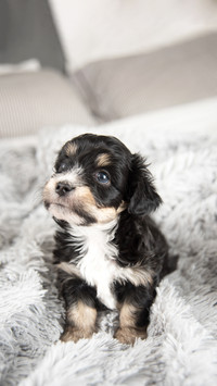 Tiny Adorable Puppy on Fluffy Gray Blanket