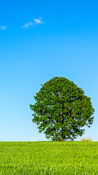 Green Grass And Blue Sky