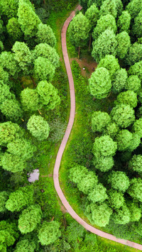An aerial view of the forest path