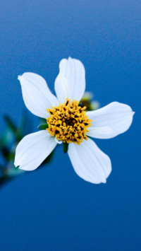 Flowers and Plants (23)