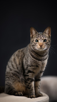 Cute tiger spotted cat 81