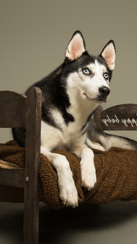 Master how to stop the dog dog dealer 9