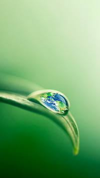 Closeup Shot of a Water Droplet on a Leaf