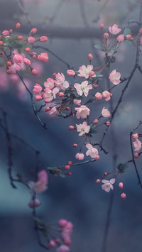 The crabapple blossoms bloom