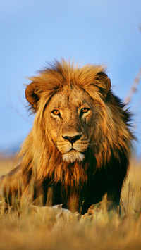 The driven lion 37