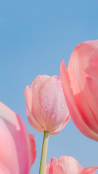 Tulip enters its optimal viewing period